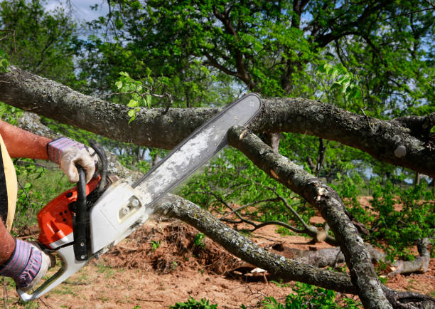 Reliable Hurricane, UT  Tree Services Solutions